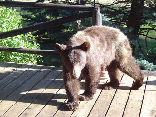 Taos Canyon Bear
