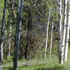 Forest Thinning in Taos Canyon
