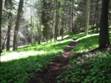 trail2.jpg